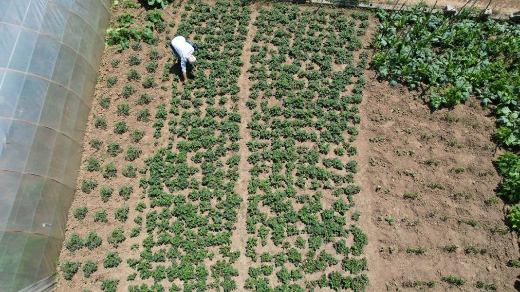 Bu yıl adeta topraktan fışkırıyor, kapış kapış satılıyor! Osmanlı sultanları bu meyve olmadan sofraya oturmazdı 4
